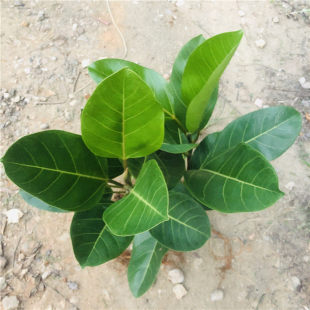 正宗高山榕树苗大青树小叶榕树苗大叶榕小苗庭院绿化X盆景地栽植