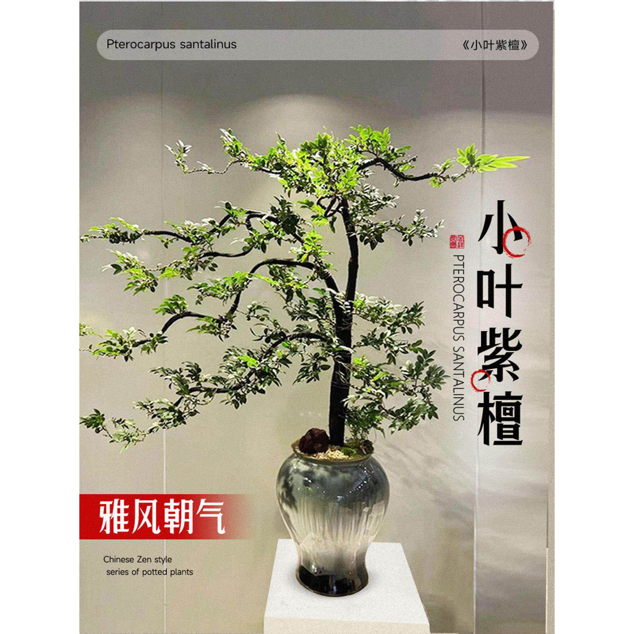小叶紫檀盆景树苗黑骨茶老桩室内盆栽办公室禅意造型绿植四季常青