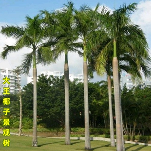 椰子树树苗大王椰子树苗大王棕树苗盆栽常绿庭院别墅风景观赏苗木