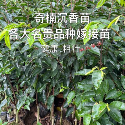 正宗名贵嫁接奇楠沉香树苗棋楠苗母树一代奇楠树苗结香快直发保真