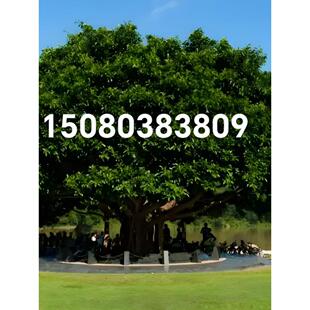 正宗高山榕树小叶榕龙须树苗四季长青树庭院盆栽风景大型遮阳乔木