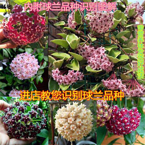 室内爬藤垂吊植物花卉 球兰花盆栽 球兰花苗 金边球兰 满额包邮