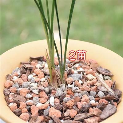 细叶寒兰盆栽苗兰花苗花带白覆轮冬天开花越冷越香室内阳台花卉