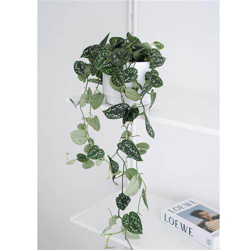 植物私生活 小叶银斑葛 花叶绿萝 常绿植物 室内垂吊植物