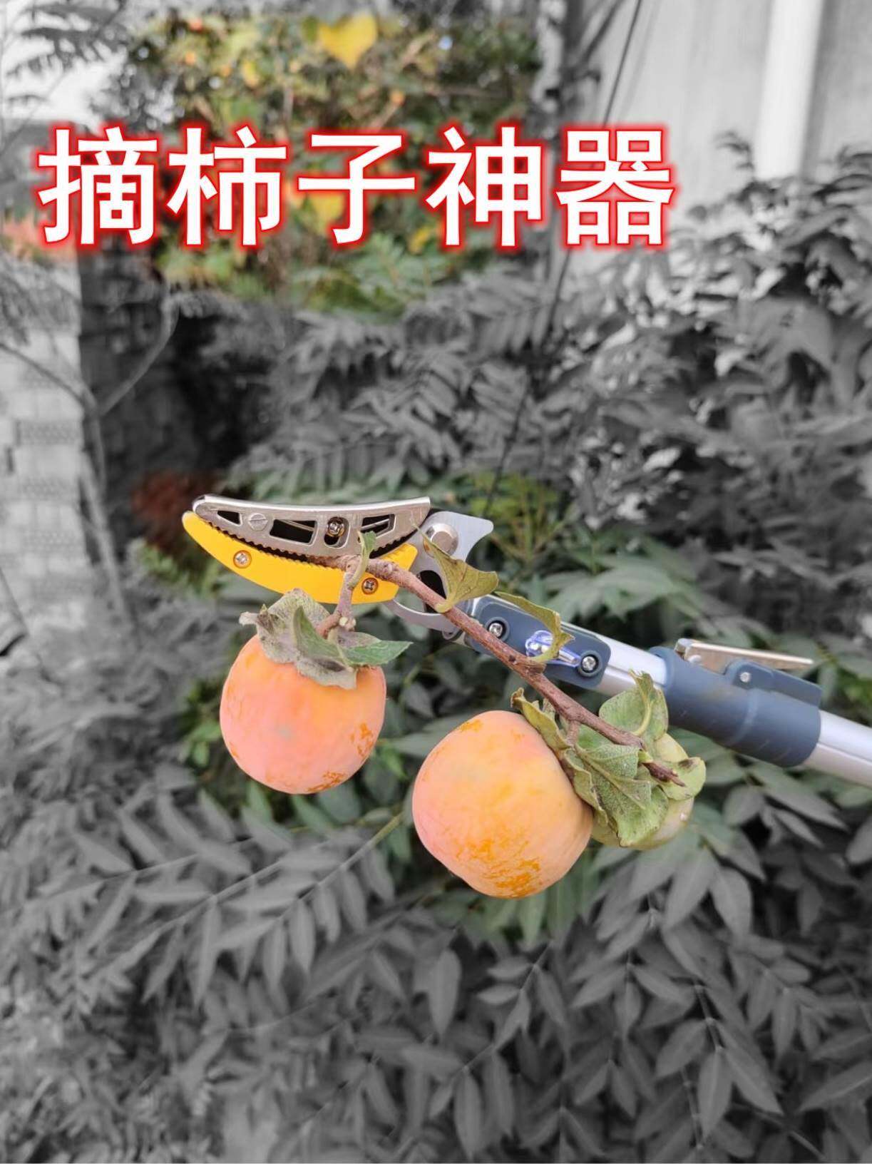 摘果神器伸缩杆高枝剪高空摘果器采摘枇杷杨梅杏荔枝黄皮水果剪刀
