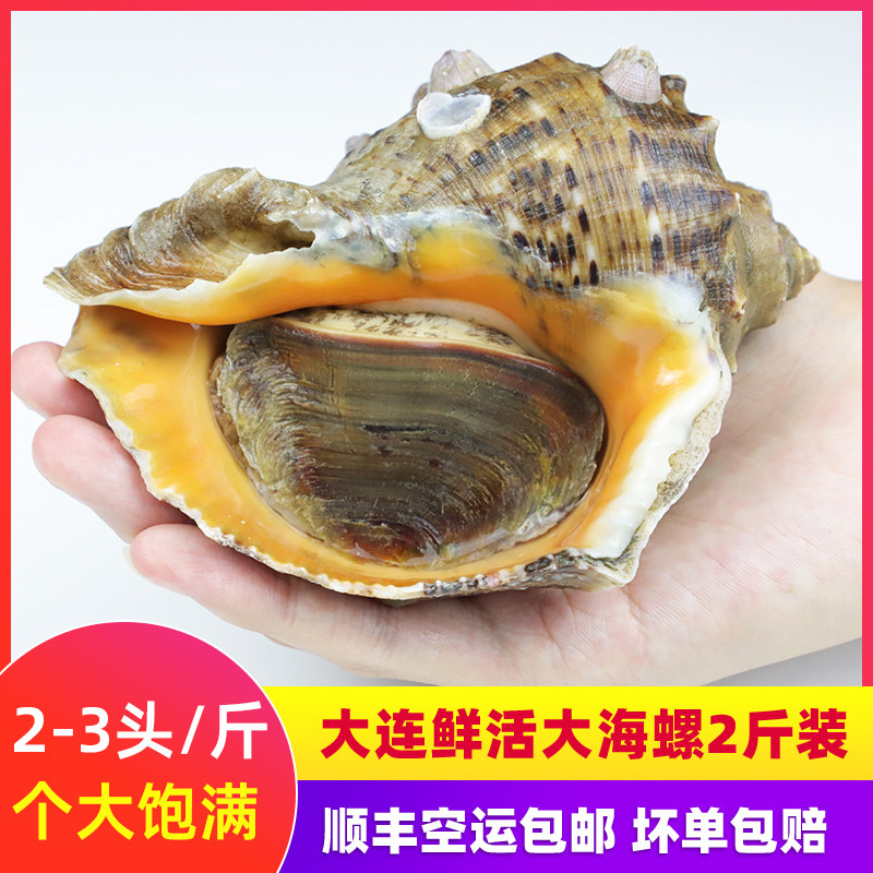 大连特产鲜活大海螺海鲜水产新鲜贝类海捕红里螺贝壳螺包活2斤装