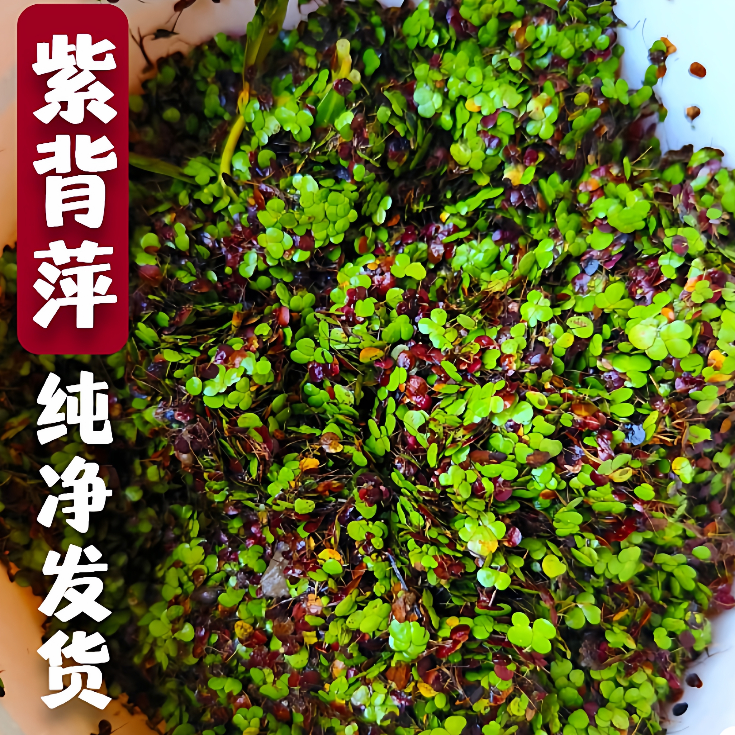 紫背圆心萍迷你水草鱼缸造景净化庭院水培养鱼虾龟净化水质小浮萍