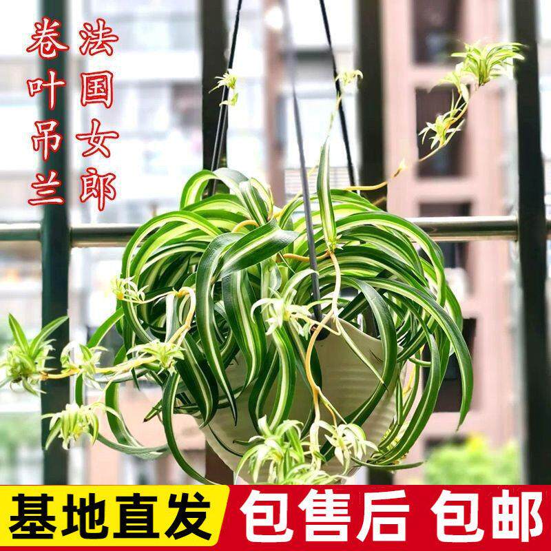 网红法国女郎邦尼新品卷叶卷边端吊兰卷发女郎进口悬挂净化空气