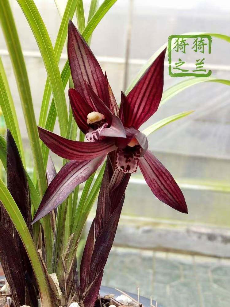 名贵兰花春兰板桥遗墨包公魂新津胭脂刘三红浓香花卉客厅室内绿植