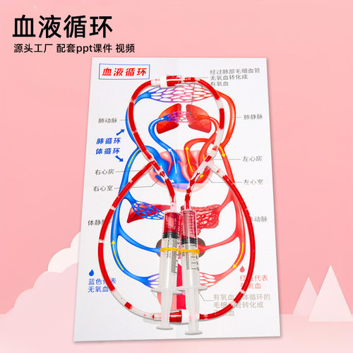 diy人体血液循环模型幼儿园科技小制作小学生科学实验器材