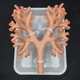 五级支气管模型支气管镜训练模型纤支镜练习模拟肺模型