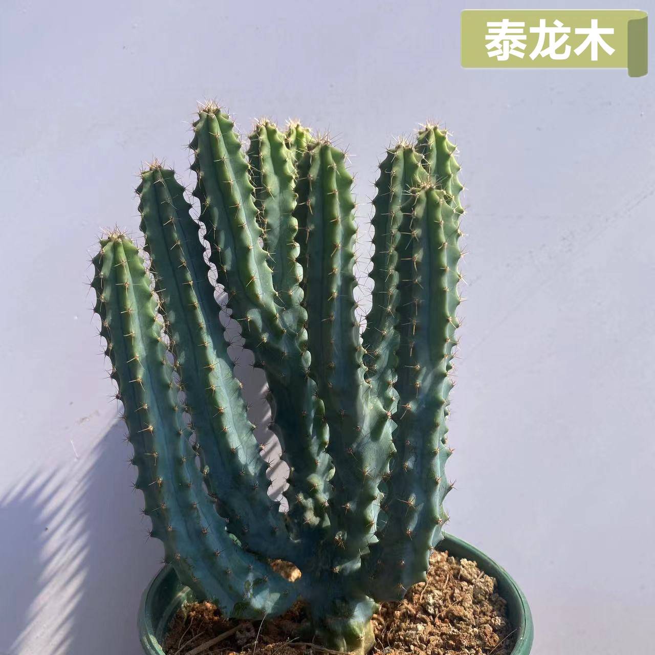 泰龙木多头仙人柱仙人掌稀有品种龙神木变异多肉植物盆栽北欧