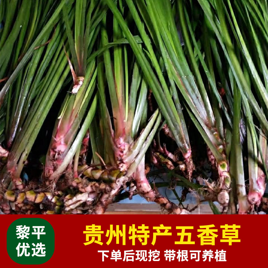 贵州五香草三奈牛肉香料