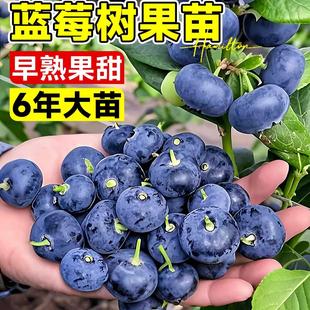 蓝莓树果苗盆栽蓝梅树特大号带果老桩室内阳台南北方耐寒四季果树
