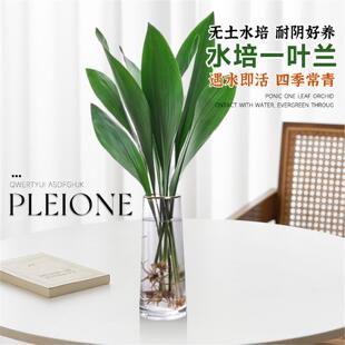 水培一叶兰植物室内盆栽四季常青客厅好养活花卉网红水养懒人绿植