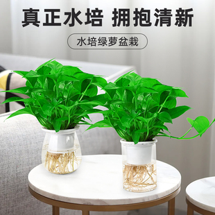 水培绿萝吊兰室内桌面水养植物客厅办公室净化空气水培盆栽