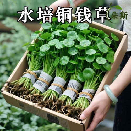 铜钱草水培阳台桌面室内庭