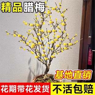 腊梅花树苗盆栽丛生地载庭院风景树耐寒红梅老桩原生素心蜡梅易活