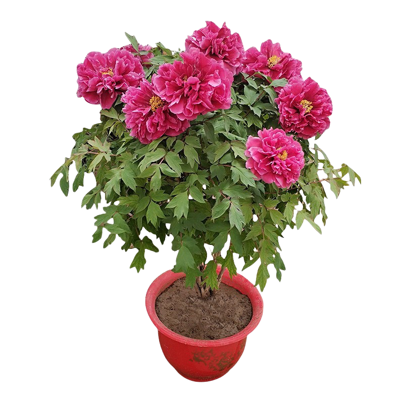 重瓣芍药花苗庭院花卉四季开花易活室内盆栽植物观赏牡丹花带花苞