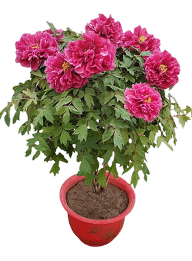 重瓣芍药花苗庭院卉四季开花易活