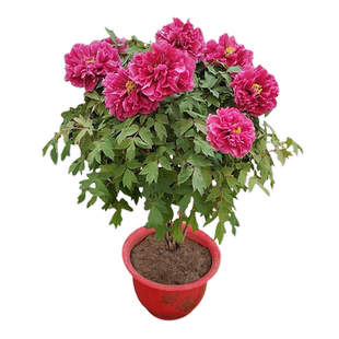 重瓣芍药花苗庭院花卉四季开花易活室内盆栽植物观赏牡丹花带花苞