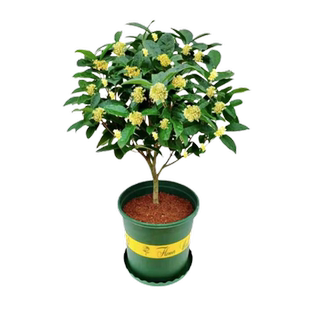 地栽桂花大型四季树苗八月浓香原生实生桂花金桂丹高杆卉天香台阁