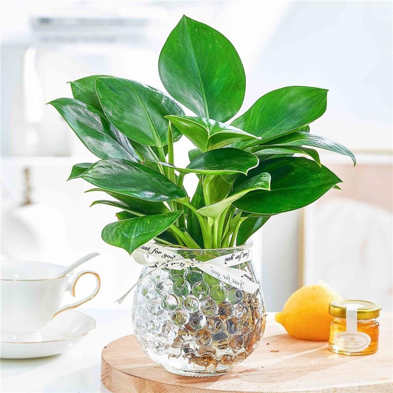 水培植物大叶金钻盆栽绿公