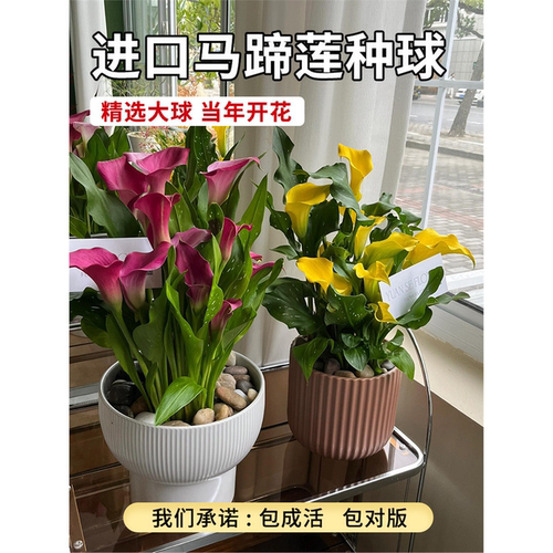彩色马蹄莲种球进口带芽大