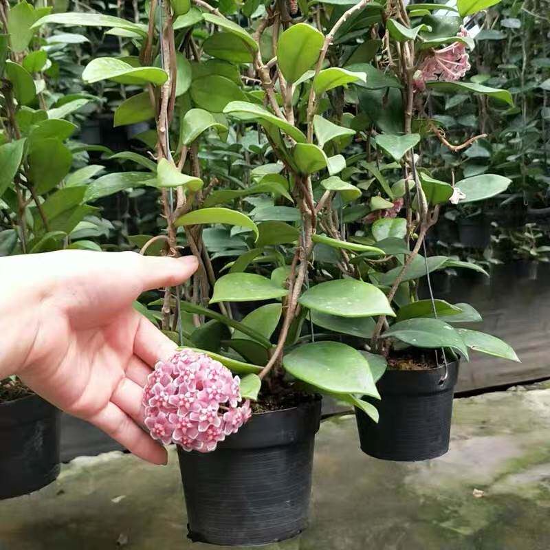球兰盆栽带花大苗球形花卉包邮室内阳台爬藤花卉吊兰盆栽