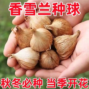 香雪兰花球盆栽重瓣种小苍兰带芽种根带花苞混色盆栽多季开花鲜花