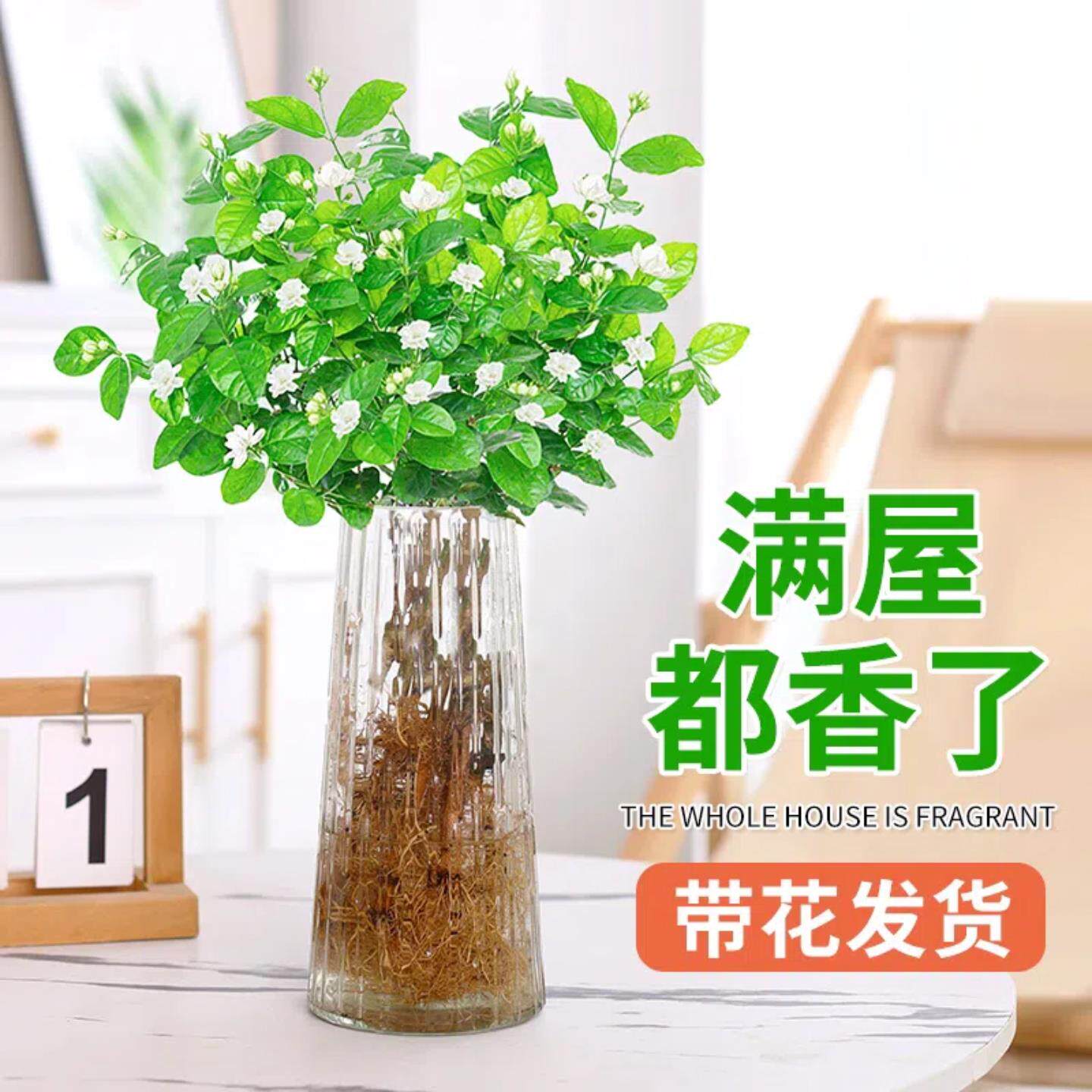 茉莉花水培植物盆栽客厅办公室内桌面好养鲜花绿植水养循环开花卉