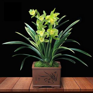 四季 花卉植物盆栽高贵兰花耐寒花 金边兰花苗浓香型室内金凤冠四季