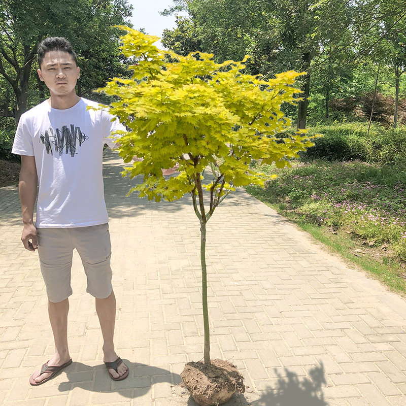红枫盆栽橙之梦黄金枫赤枫树苗庭院造景布置盆栽植物耐寒耐冻花卉