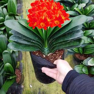 君子兰盆栽带花苞老苗大小苗花卉植物室内花绿好植养圆头和尚 四季