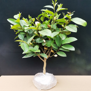 含笑花花苗树苗带花苞四季花卉绿植浓香型室内外盆栽客厅耐热好养