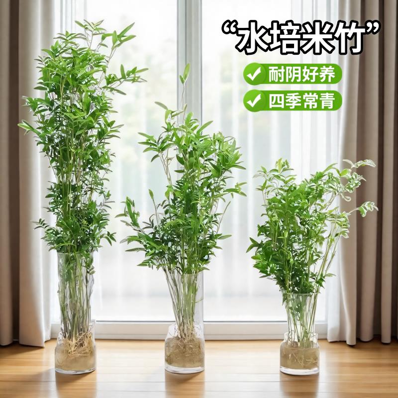 水水培植物米竹盆栽室内带根养凤尾富贵竹子客厅桌面水养绿植盆景