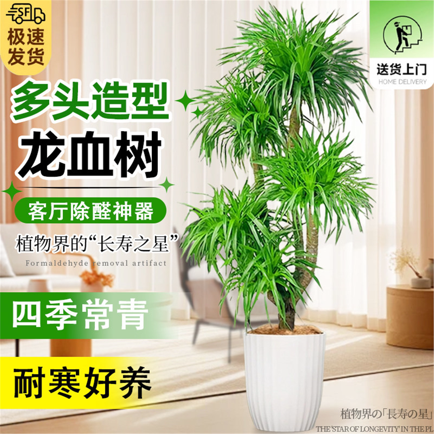 龙血树客厅绿植室内大型旺
