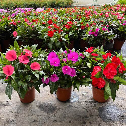 凤仙花盆栽指甲四季常青开
