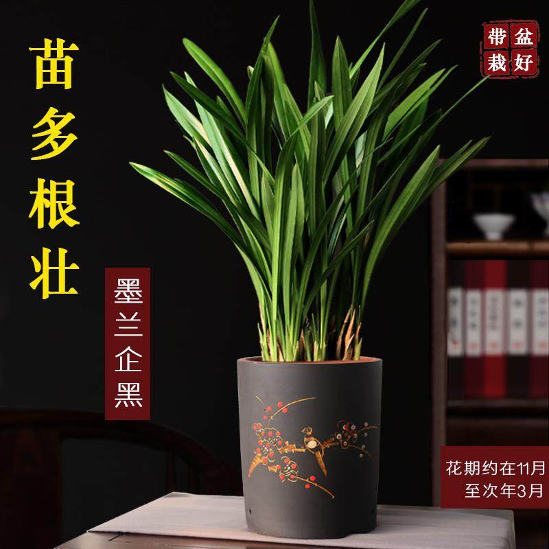 兰花盆栽墨兰企黑紫砂盆兰花室内四季好养植物客厅办公室名贵盆景,鲜花速递/花卉仿真/绿植园艺,绿植,淘宝优惠券,粉丝福利购,淘宝优惠卷