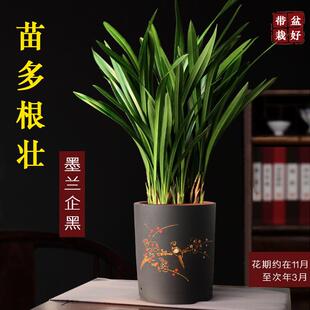 兰花盆栽墨兰企黑紫砂盆兰花室内四季好养植物客厅办公室名贵盆景