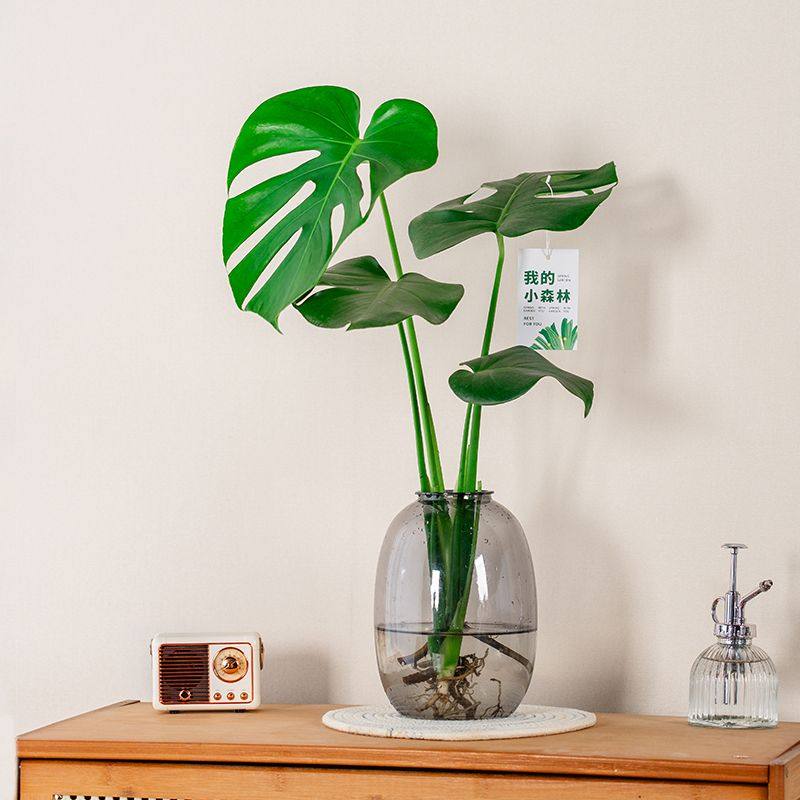 龟背竹盆栽老桩室内净化空气天堂鸟大叶室内常青观叶绿植水培植,鲜花速递/花卉仿真/绿植园艺,绿植,淘宝优惠券,粉丝福利购,淘宝优惠卷