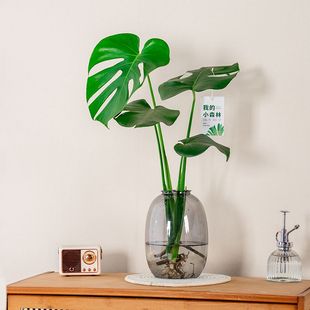 龟背竹盆栽老桩室内净化空气天堂鸟大叶室内常青观叶绿植水培植