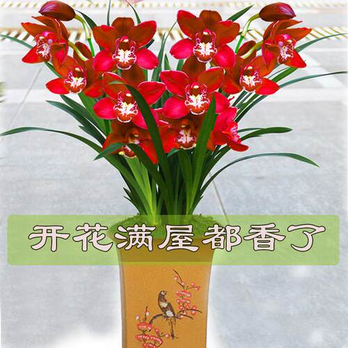 兰花苗红将军冬带苞浓香盆栽