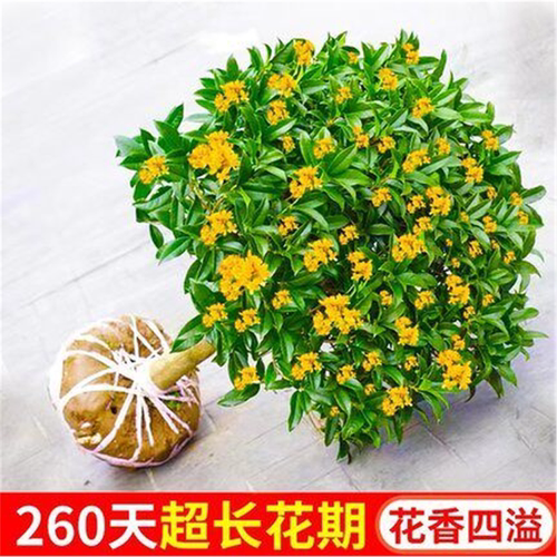 桂花树苗盆栽四季室内开不