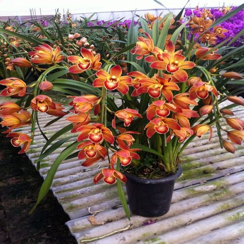 办公室高档盆栽景花卉兰苗大