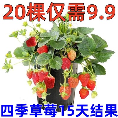【15天结果】奶油草莓苗秧盆