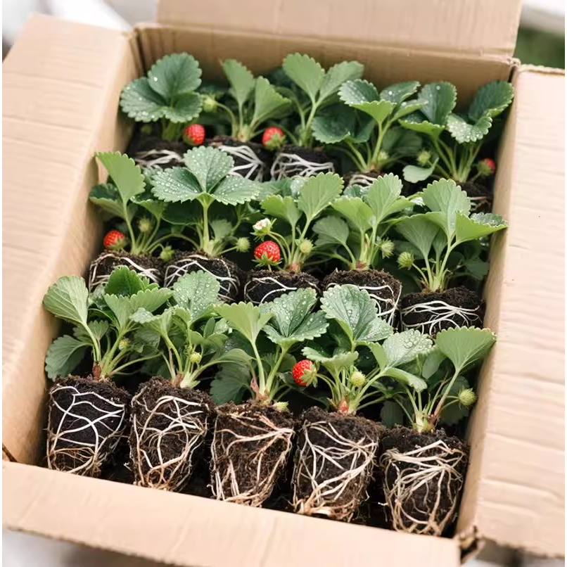 草莓苗四季盆栽食用奶油隋珠红颜白雪穴盘苗果苗南北阳台种植好养,鲜花速递/花卉仿真/绿植园艺,红掌/凤梨/温室花卉,淘宝优惠券,粉丝福利购,淘宝优惠卷