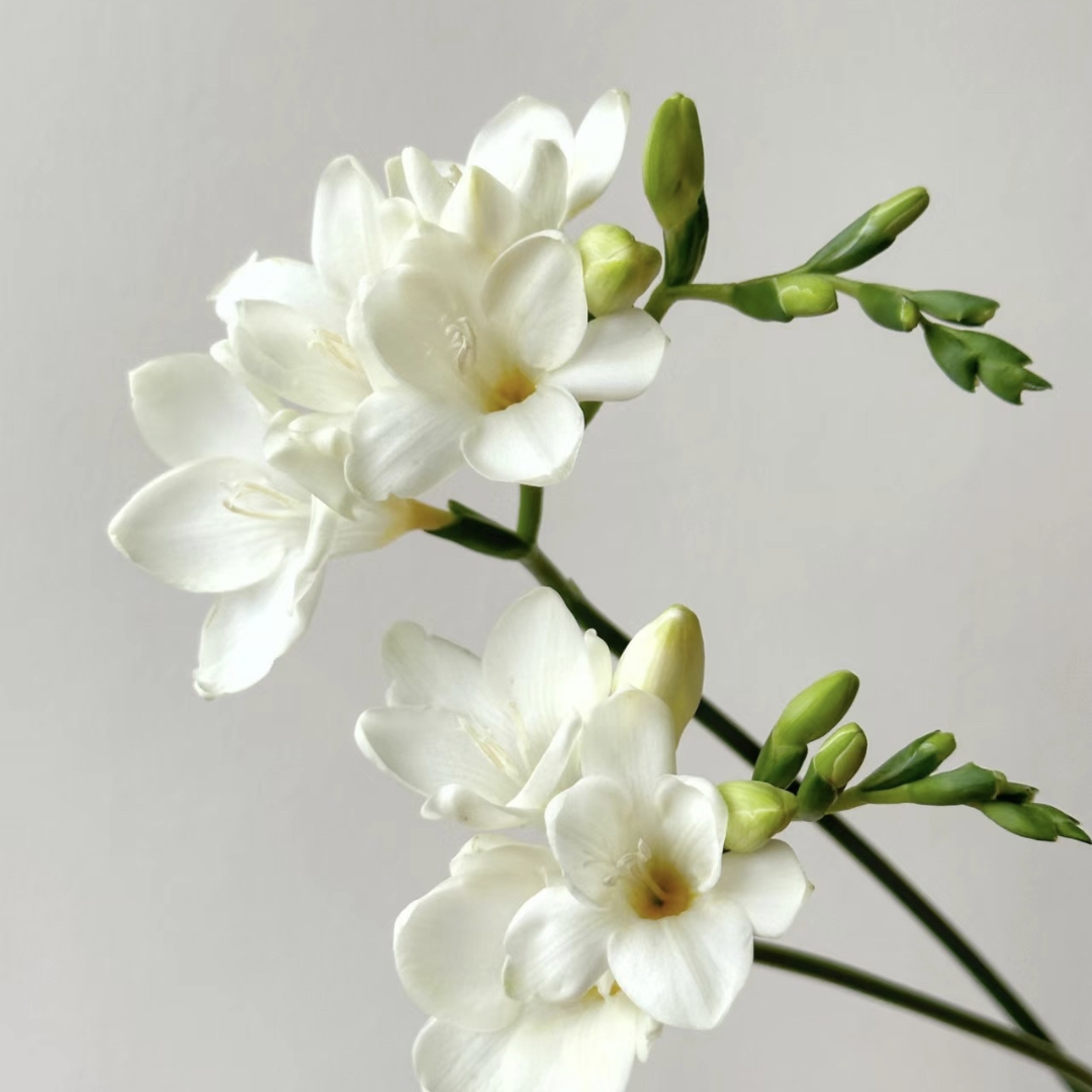 进口香雪兰种球重瓣小苍