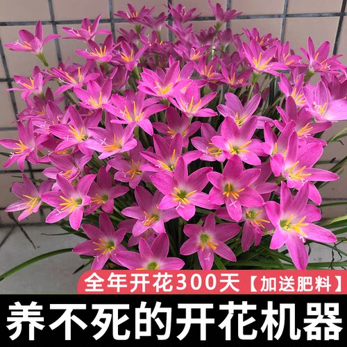 清香型四季开花重瓣风雨兰种四季