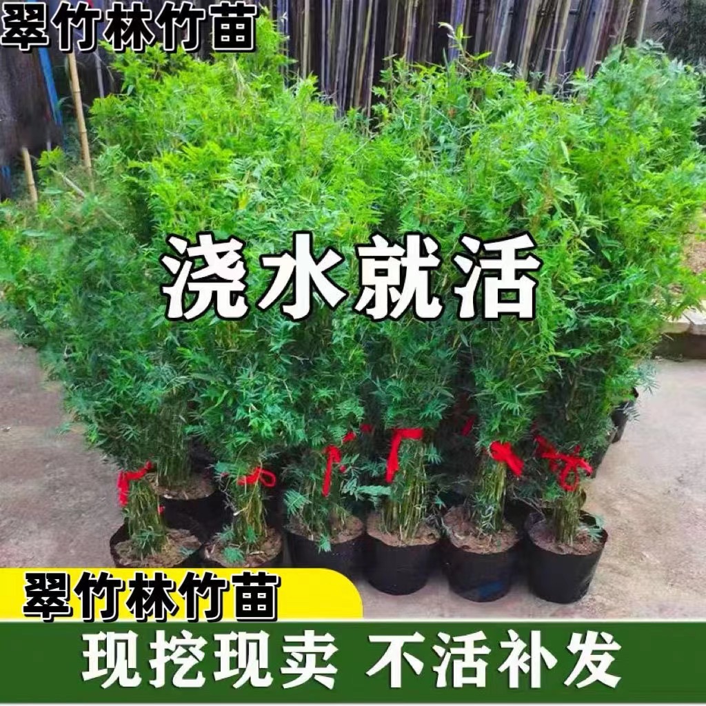 米竹盆栽丛生凤尾庭院植物